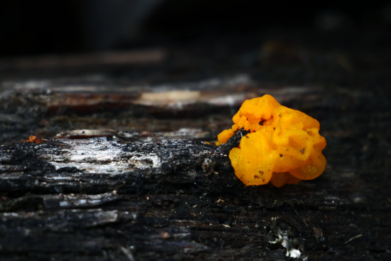 Champignon éphémère